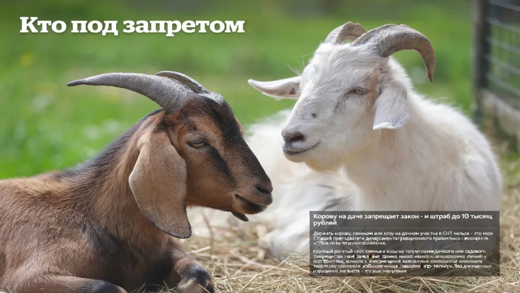 Кто под запретом