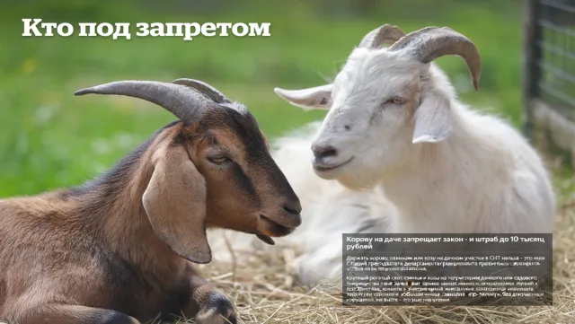 Кто под запретом
