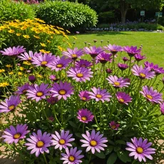Остеоспермум в вашем саду: как добиться пышного цветения и здорового роста